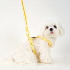 Dog Harness and Leash Set