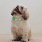 Personalized Dog Collar – Engraved Leather Pet ID Collar