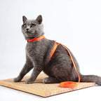 Adjustable Cat Collar – Cozy Nylon Breakaway Collar