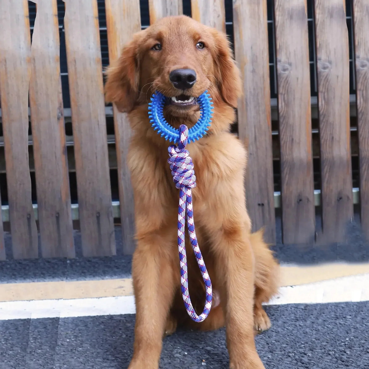 Dog Chew Toys – Durable Rubber Dental Toy for Dogs