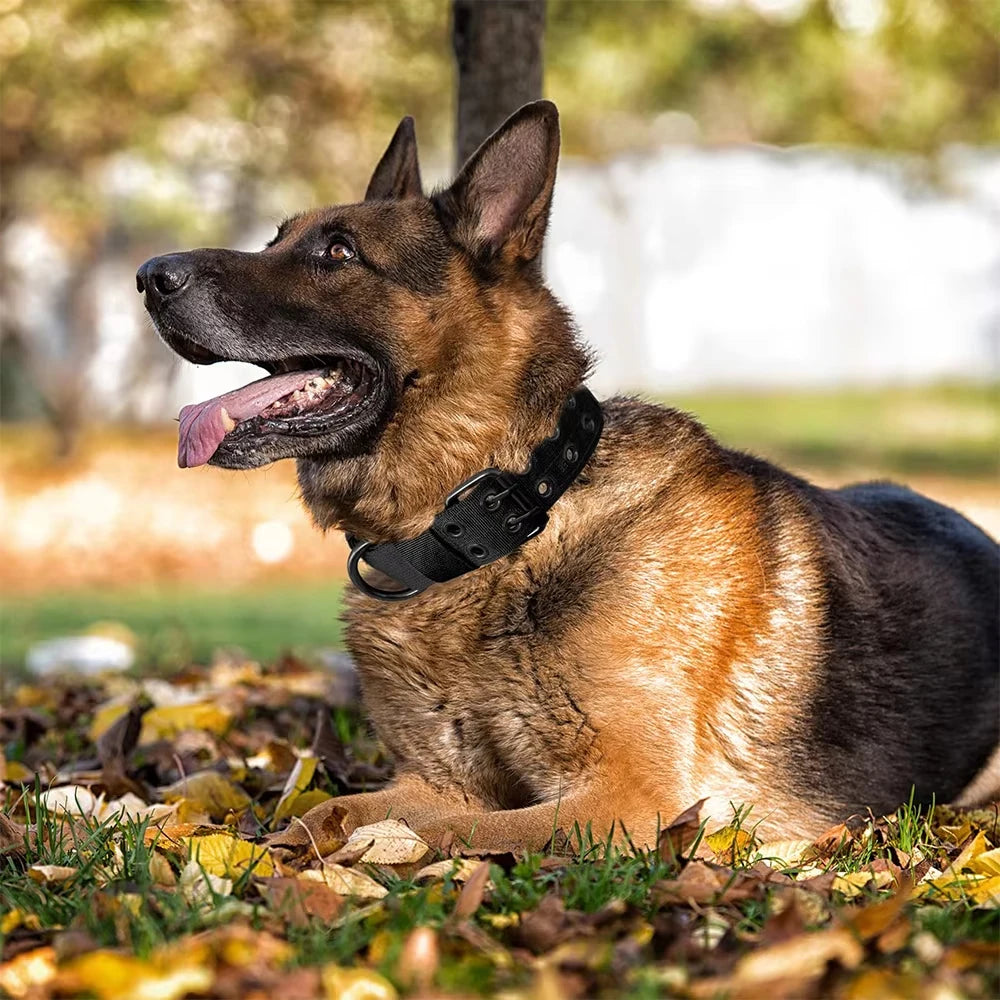 Adjustable Dog Collar – Nylon Working Collar with Metal D-Ring