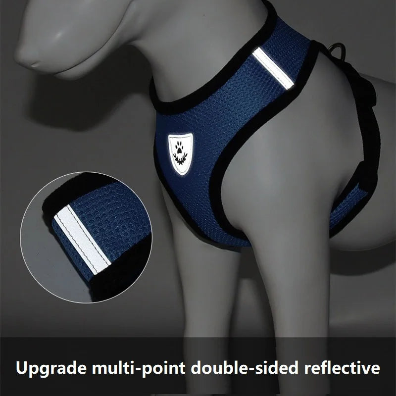 Cat Harness and Leash