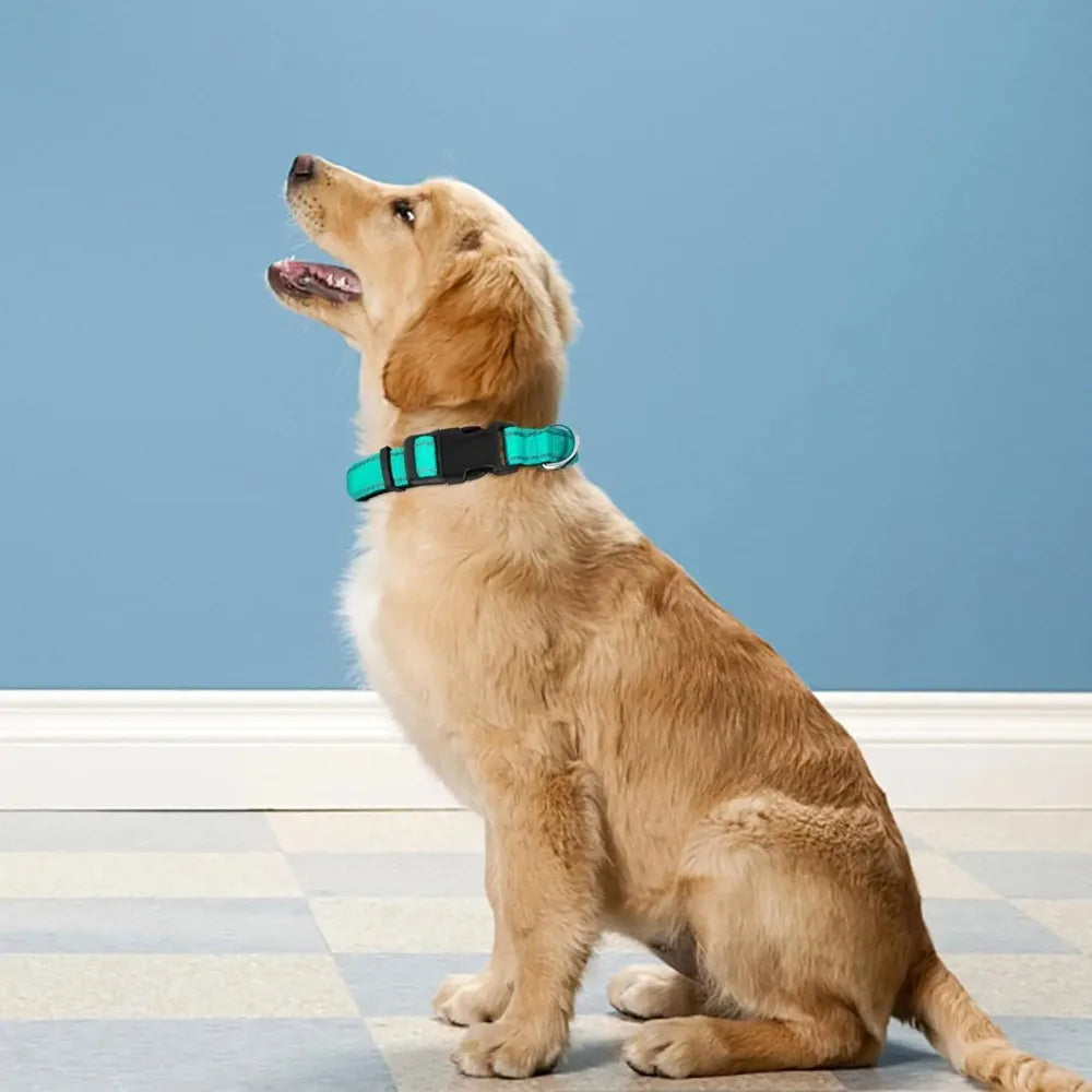Adjustable Dog Collar, Soft Padded Nylon Collar with Buckle