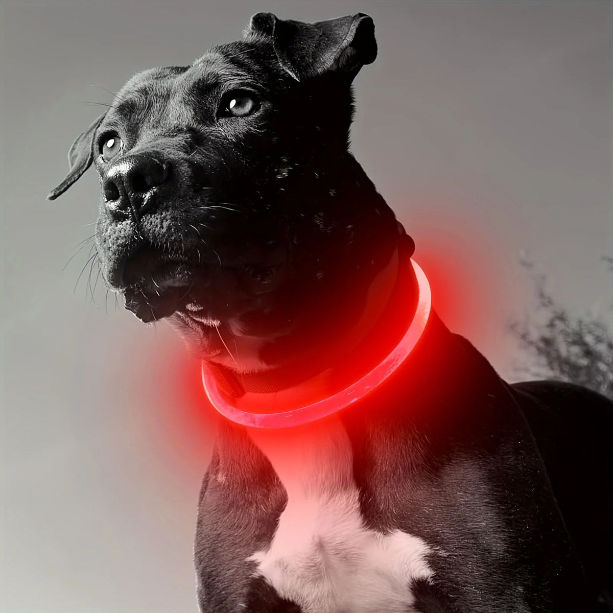 LED Dog Collar, Rechargeable Light Up Reflective Nylon Collar