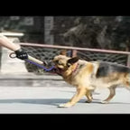 Dog Tug Toy – Jute Chew & Training Toy with Handles