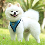 Cat Harness and Leash